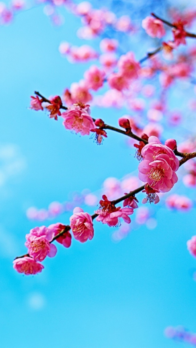 Pink Flower Buds in Tilt Shift Lens. Wallpaper in 750x1334 Resolution