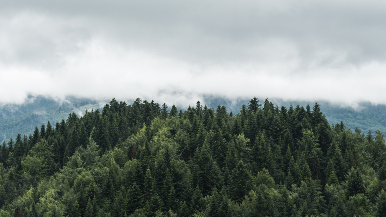 Arbres Verts Sous Des Nuages Blancs. Wallpaper in 1280x720 Resolution