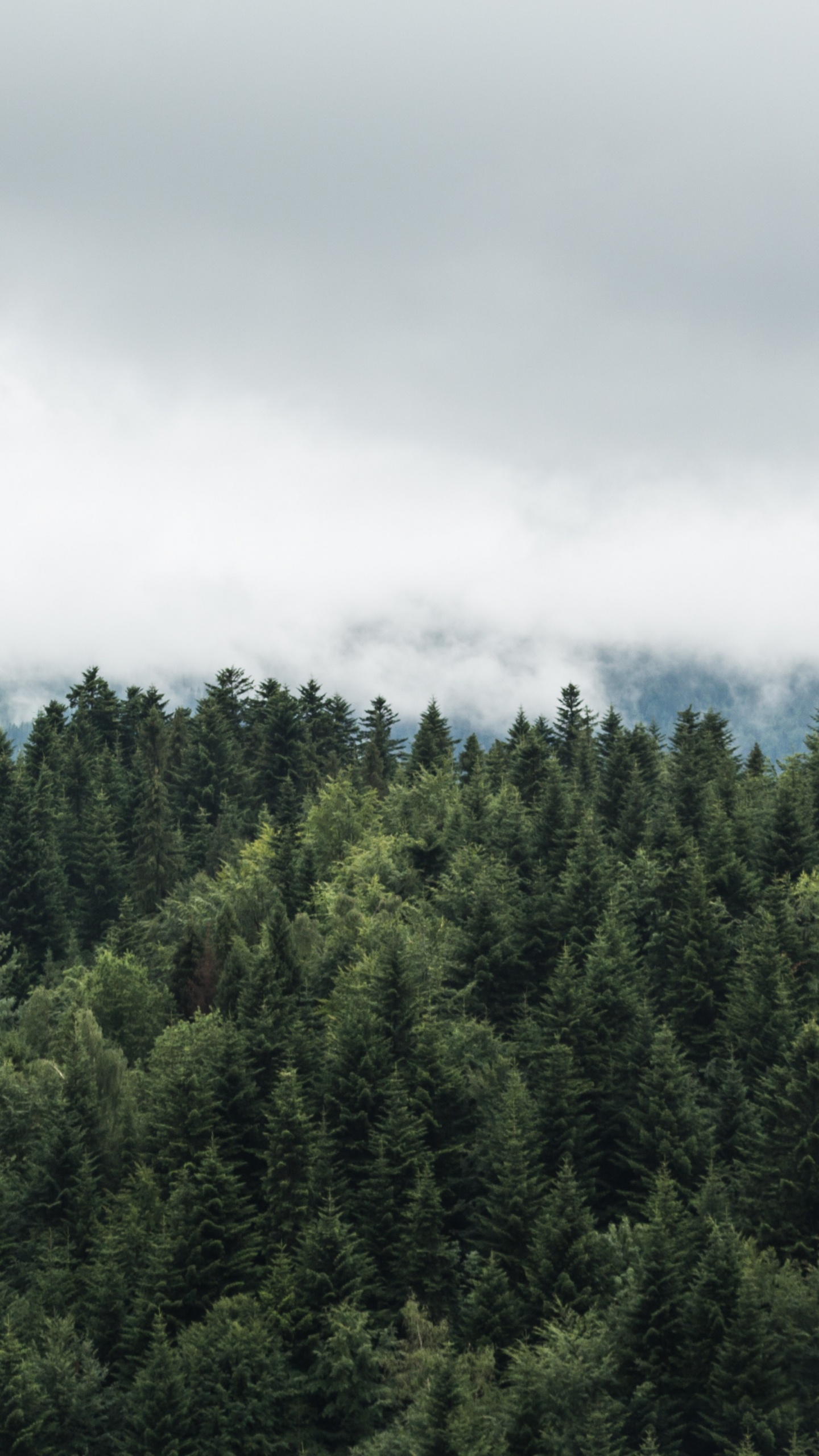 Arbres Verts Sous Des Nuages Blancs. Wallpaper in 1440x2560 Resolution