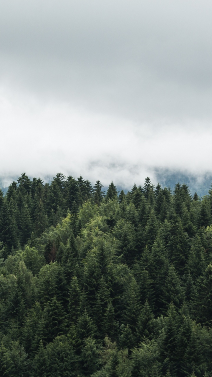 Arbres Verts Sous Des Nuages Blancs. Wallpaper in 720x1280 Resolution