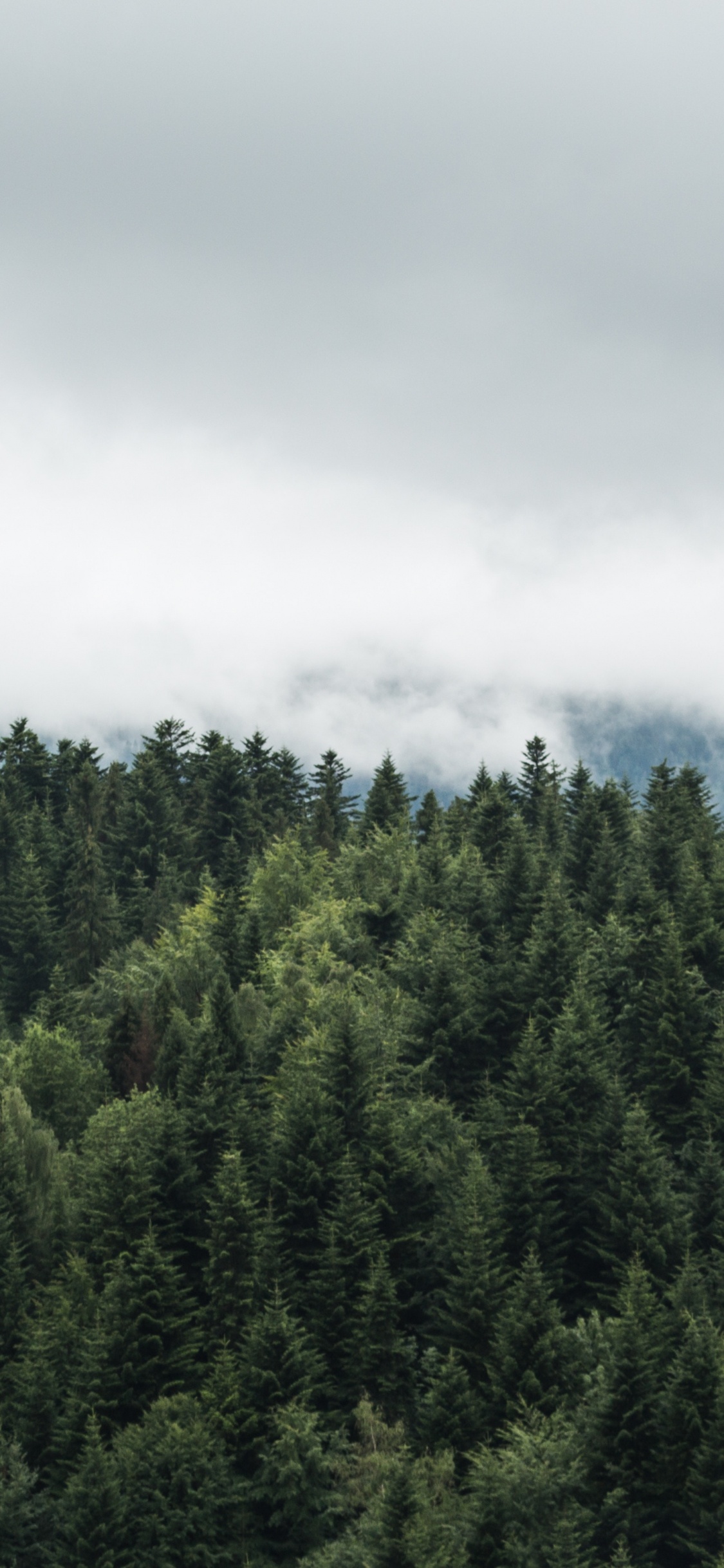 Green Trees Under White Clouds. Wallpaper in 1125x2436 Resolution