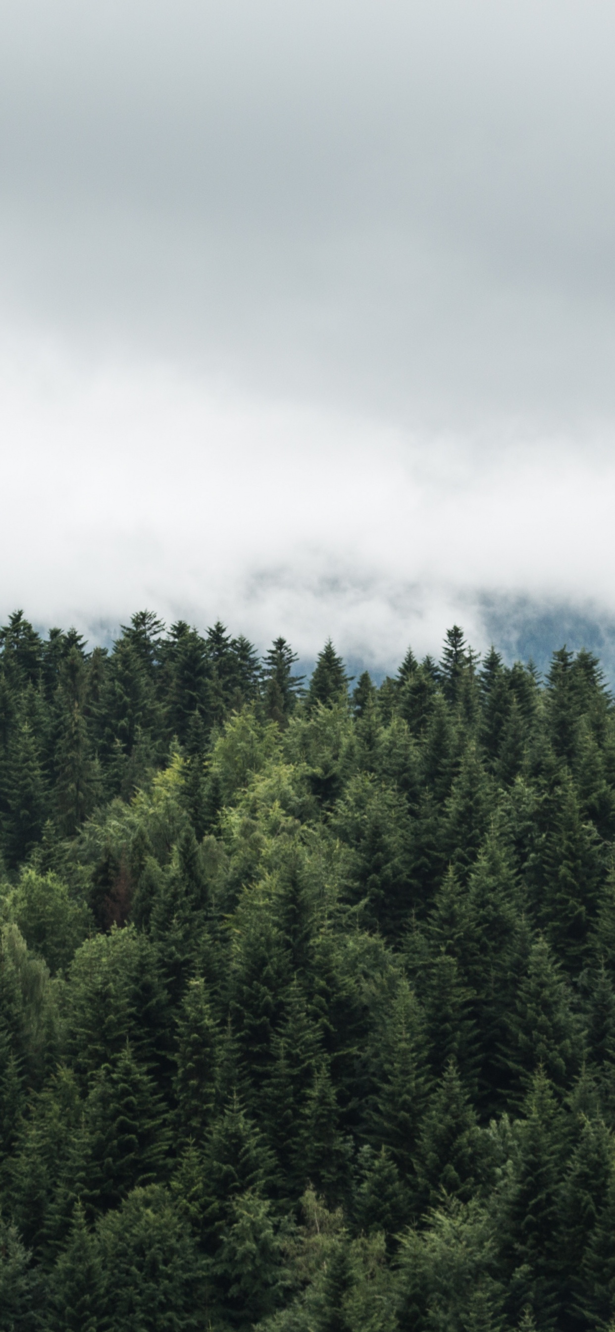 Green Trees Under White Clouds. Wallpaper in 1242x2688 Resolution