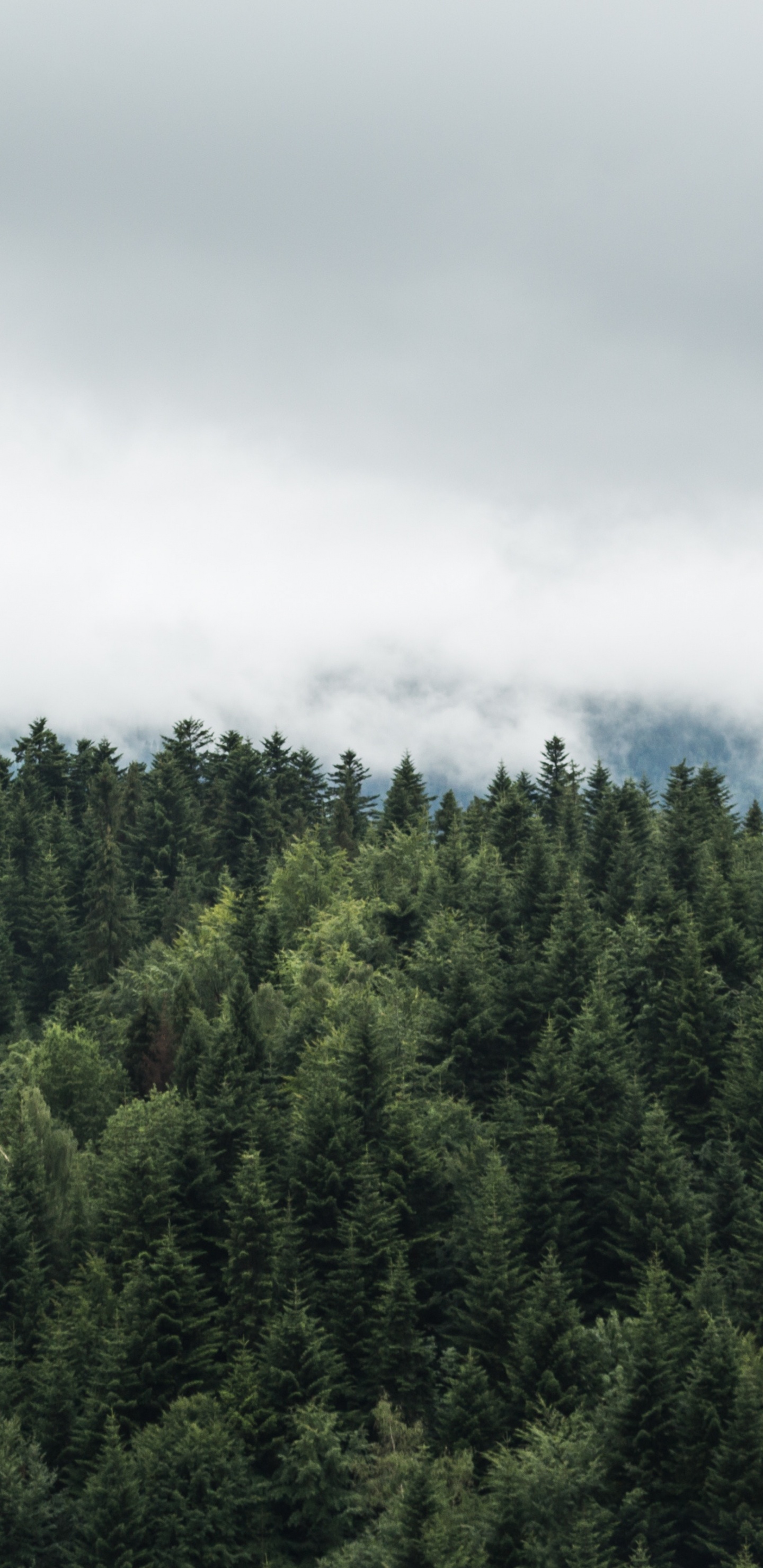 Green Trees Under White Clouds. Wallpaper in 1440x2960 Resolution