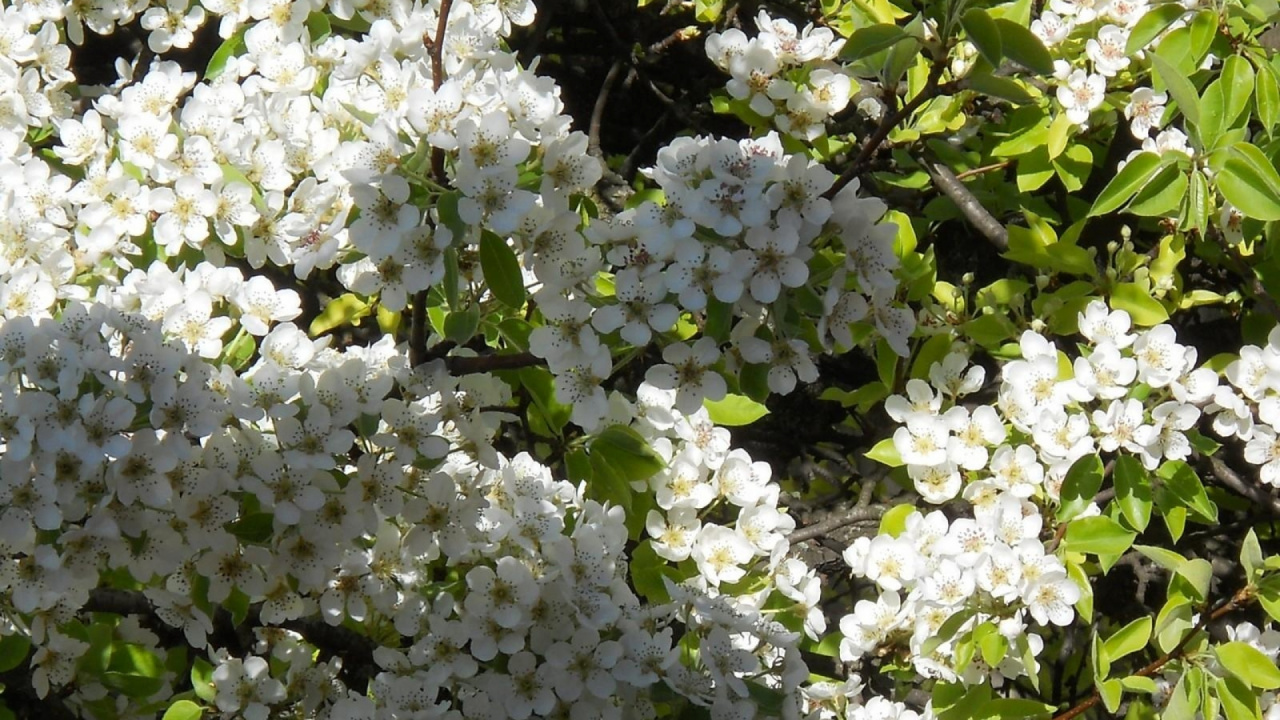 White Flowers With Green Leaves. Wallpaper in 1280x720 Resolution