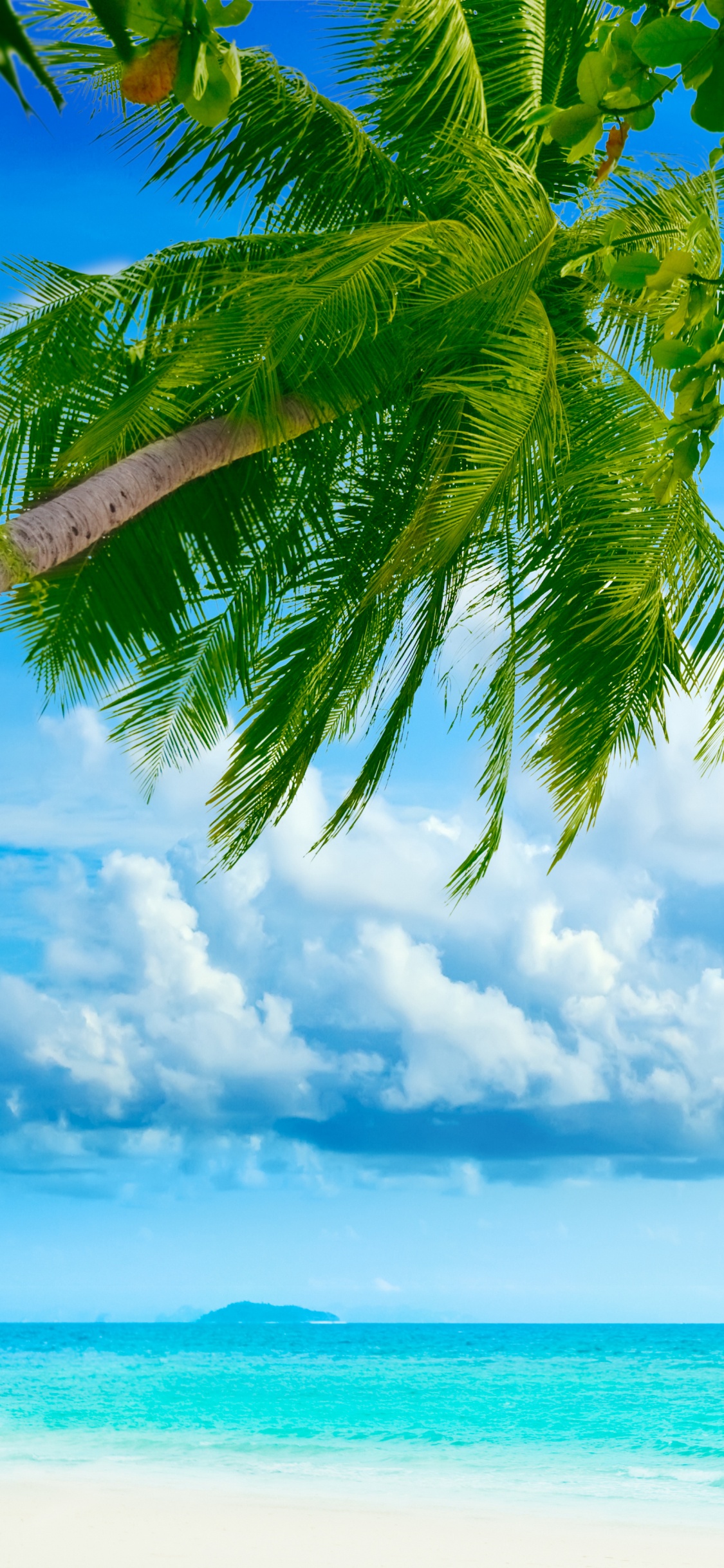 Tropique, Nature, la Journée, Green, Paysage Naturel. Wallpaper in 1125x2436 Resolution