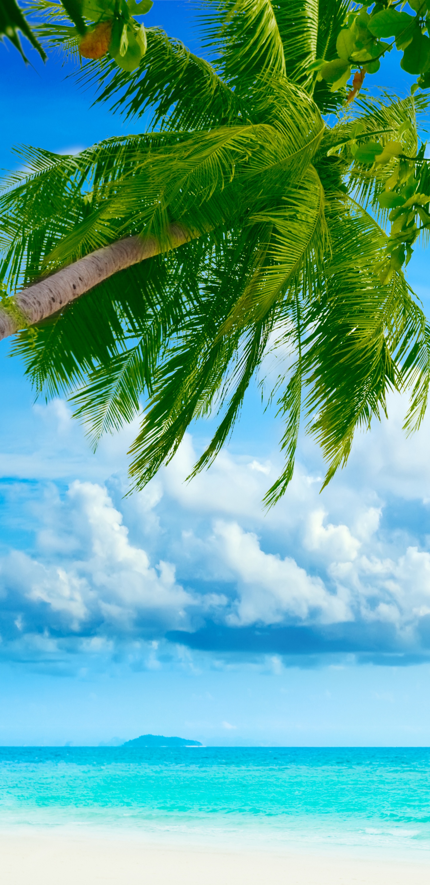 Tropics, Nature, Daytime, Tree, Green. Wallpaper in 1440x2960 Resolution