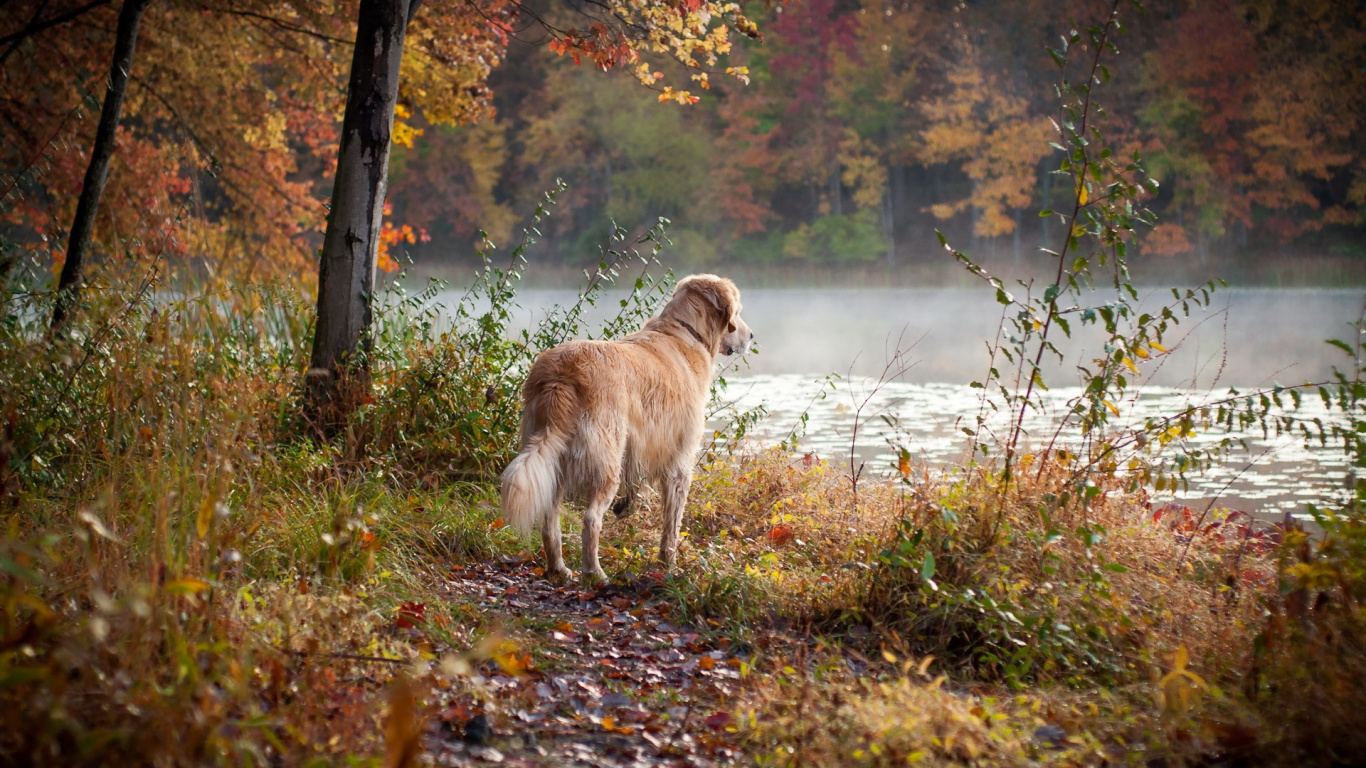 White and Brown Long Coated Dog on Green Grass Field During Daytime. Wallpaper in 1366x768 Resolution
