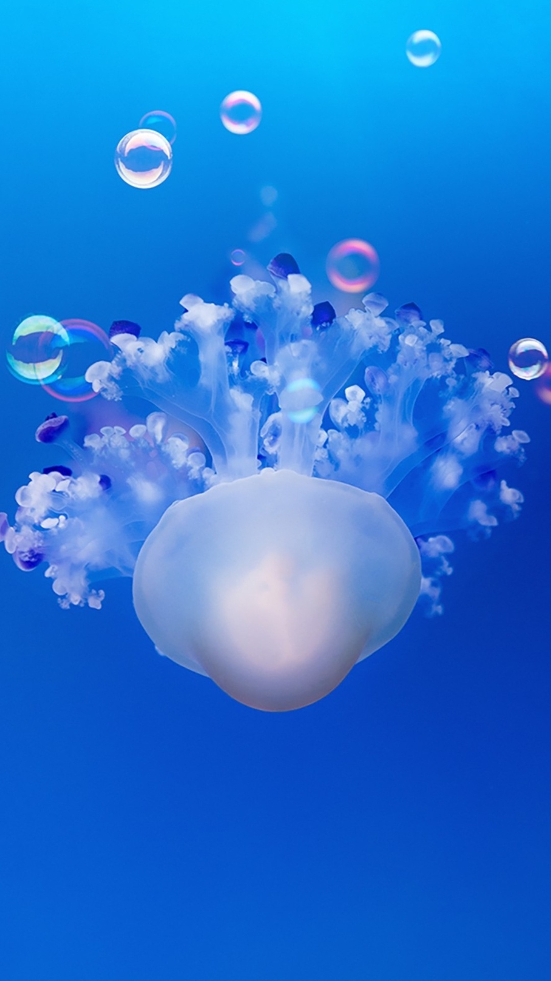 Smartphone, Wasser, Blau, Wirbellose, Azure. Wallpaper in 1080x1920 Resolution