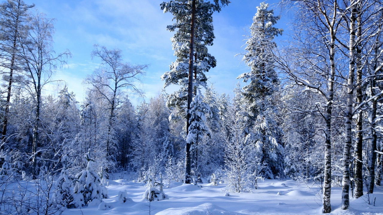 Snow Covered Trees Under Blue Sky During Daytime. Wallpaper in 1280x720 Resolution