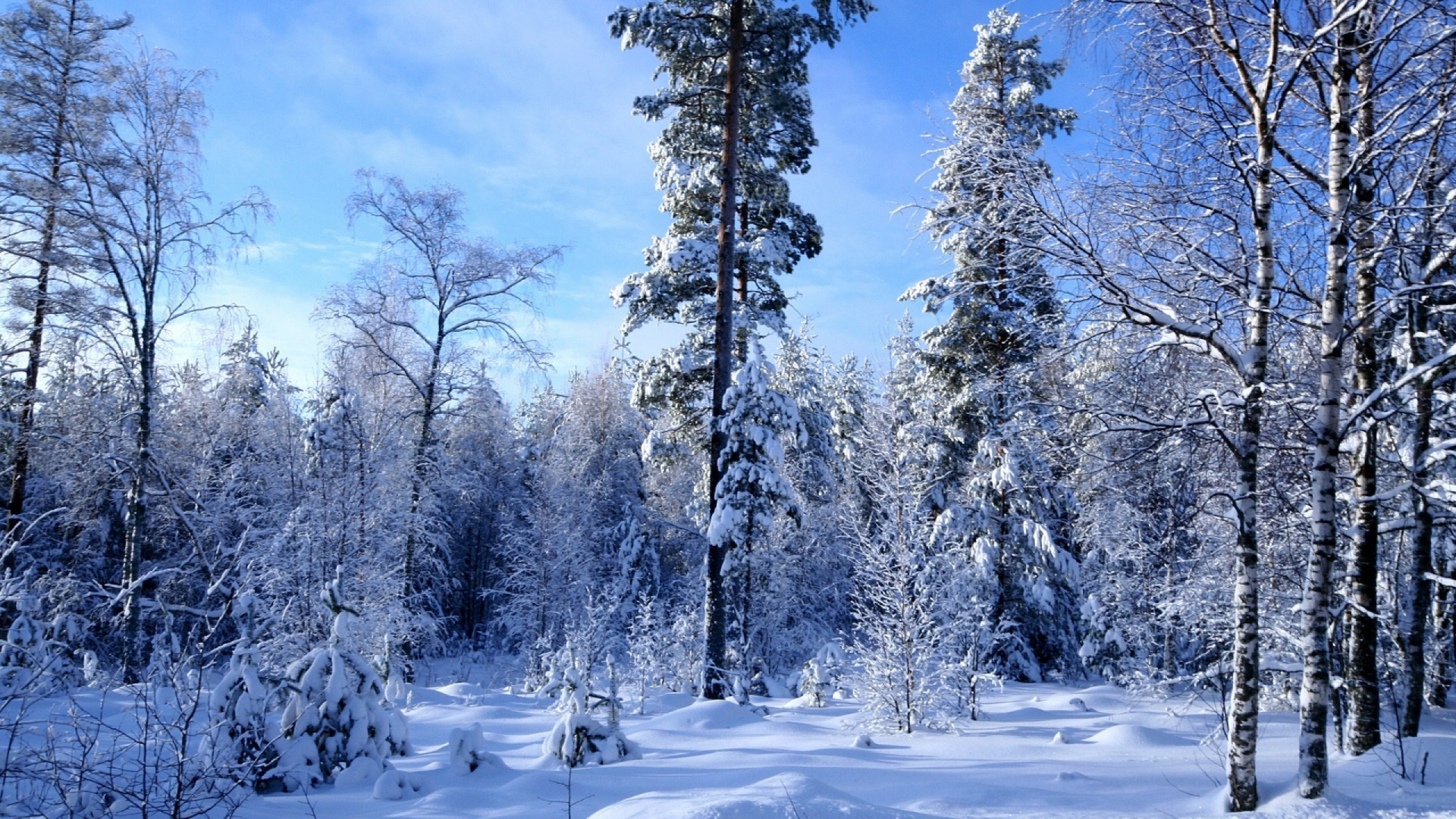 Snow Covered Trees Under Blue Sky During Daytime. Wallpaper in 1920x1080 Resolution