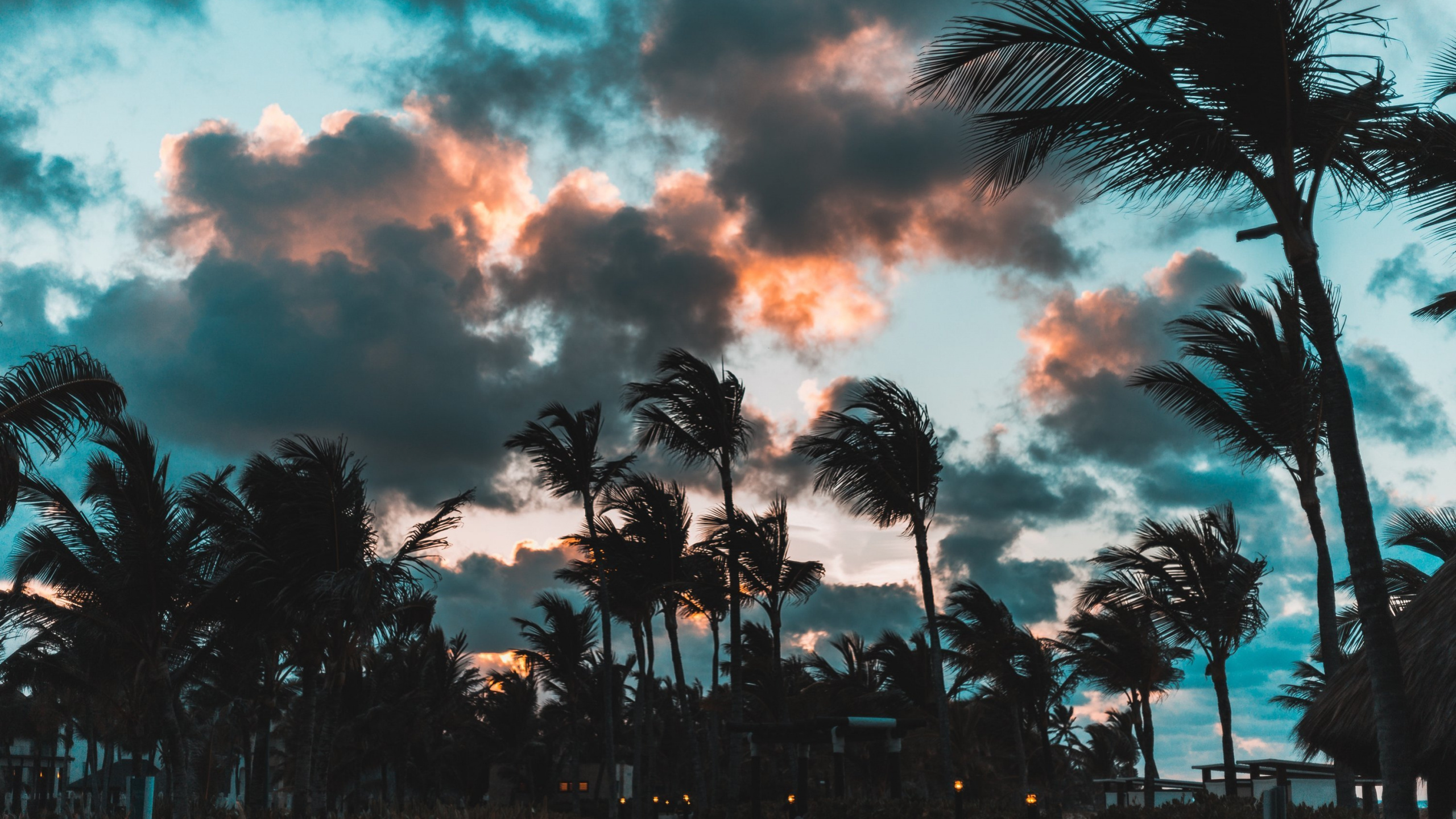 Palm Trees Under Cloudy Sky During Sunset. Wallpaper in 2560x1440 Resolution