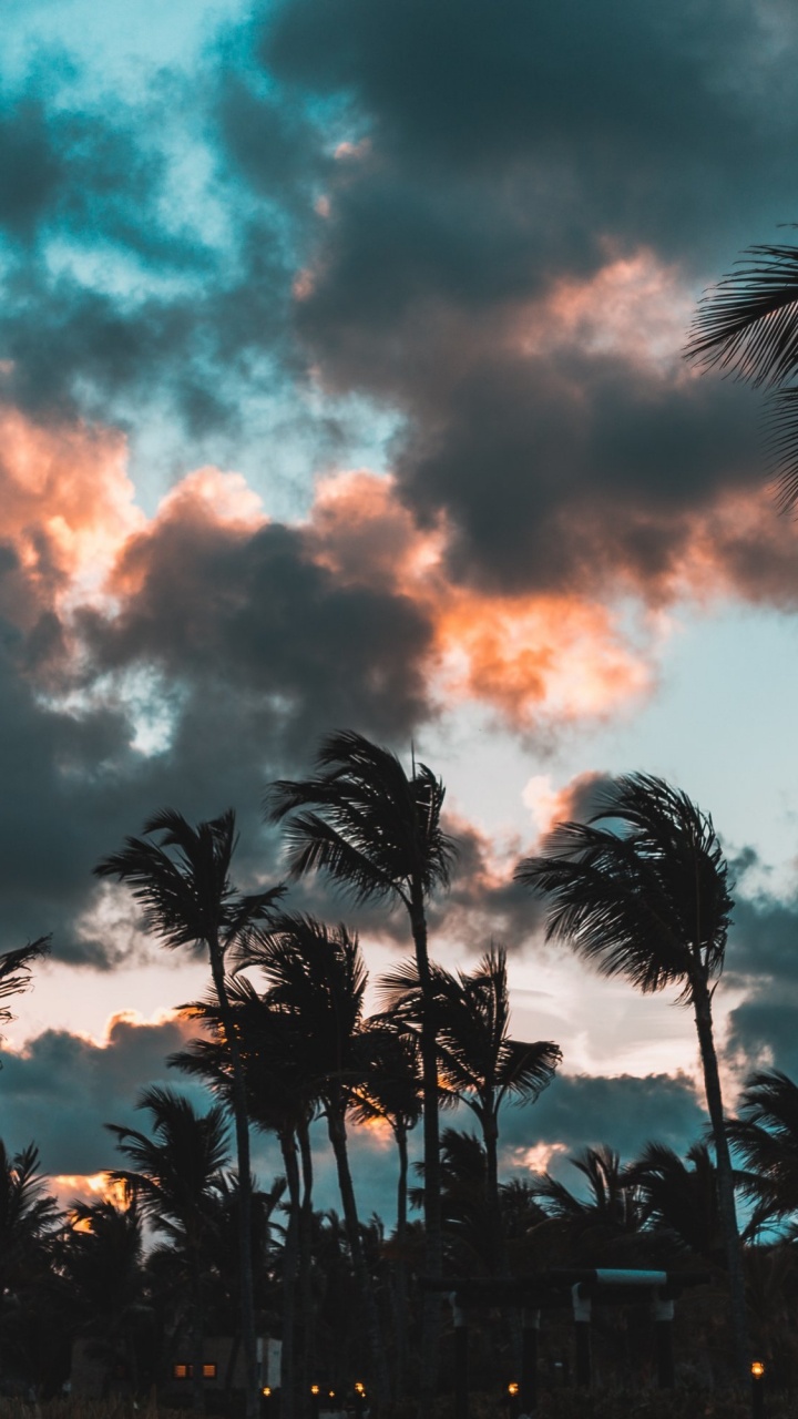Palm Trees Under Cloudy Sky During Sunset. Wallpaper in 720x1280 Resolution