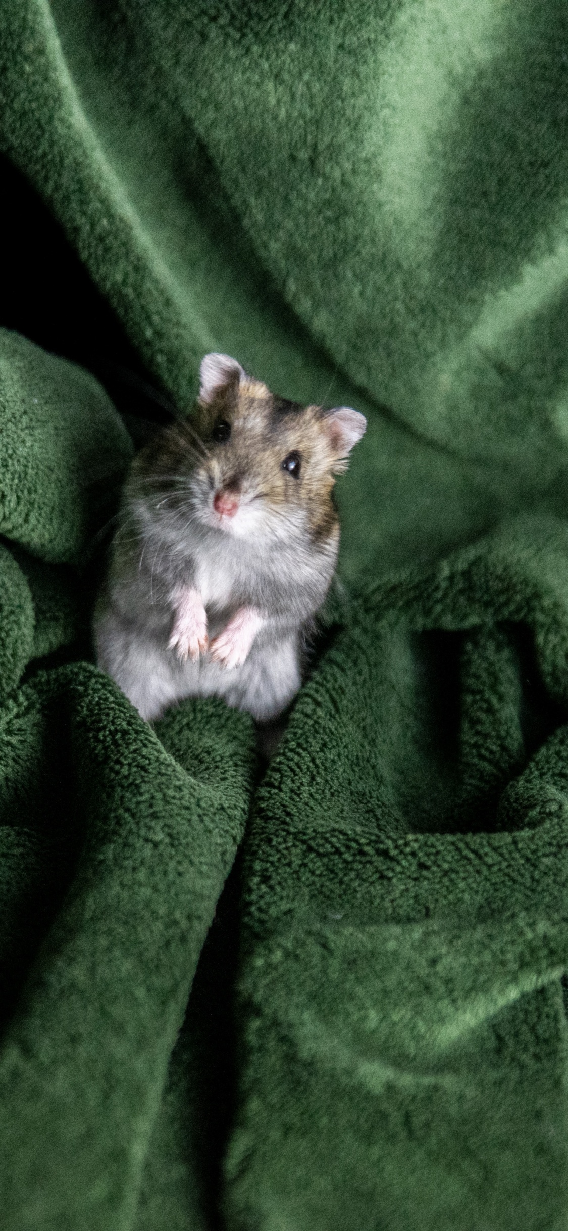 Chat Blanc et Marron Sur Textile Vert. Wallpaper in 1125x2436 Resolution