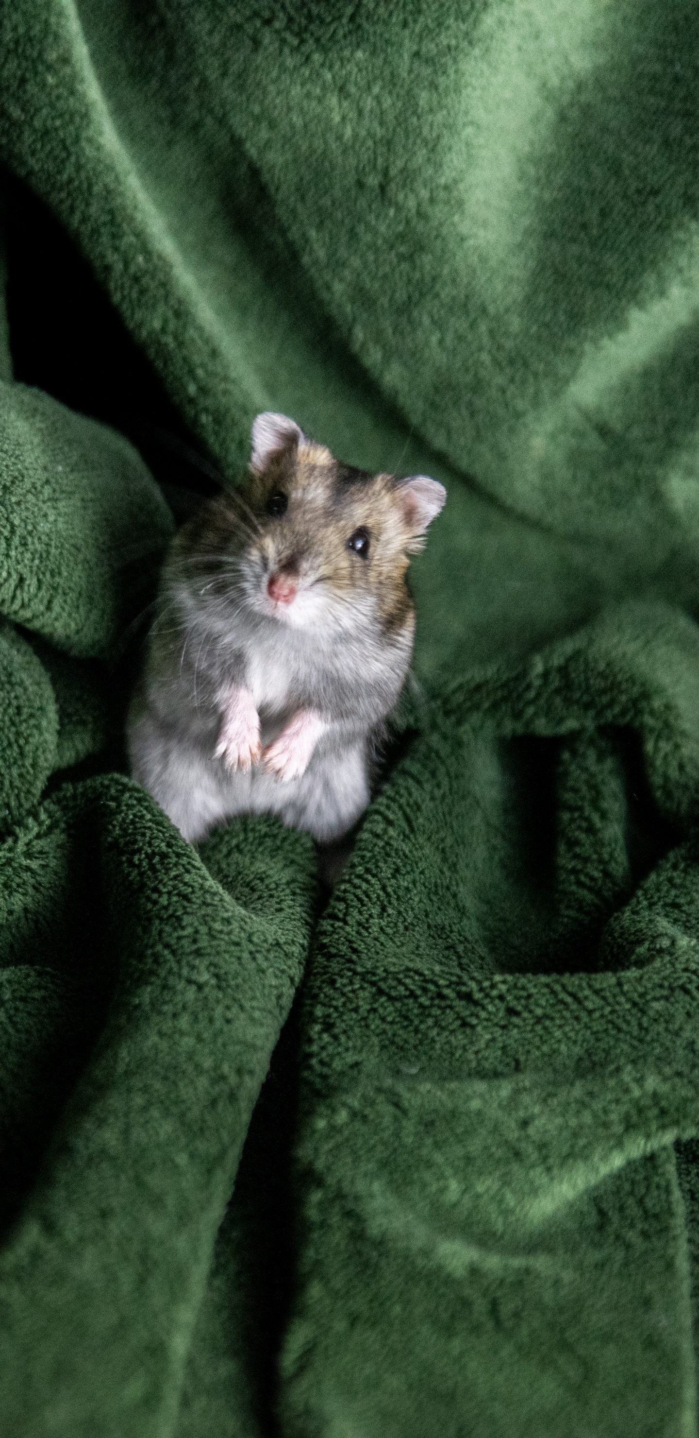 Chat Blanc et Marron Sur Textile Vert. Wallpaper in 1440x2960 Resolution