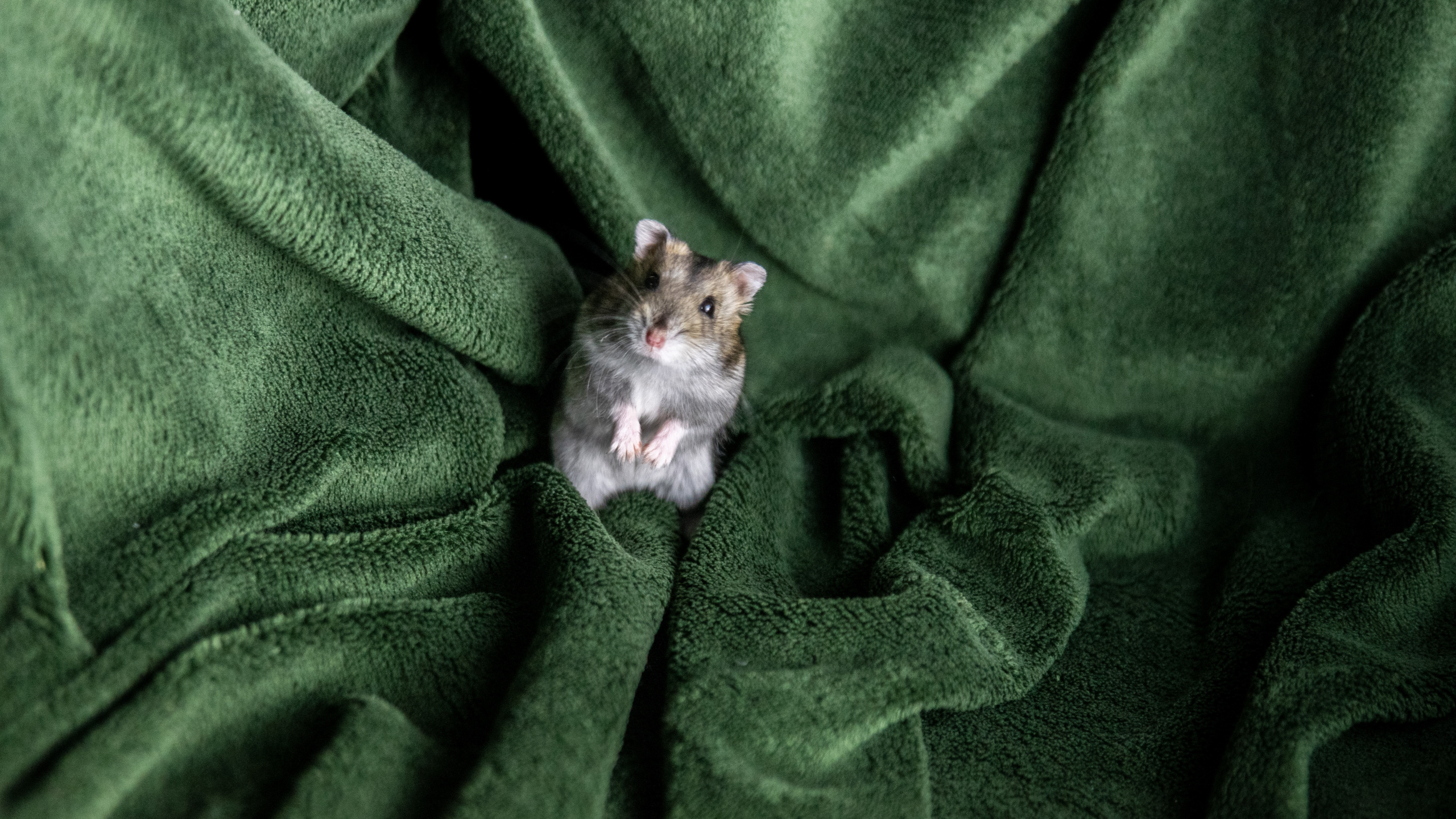 Weiße Und Braune Katze Auf Grünem Textil. Wallpaper in 2560x1440 Resolution