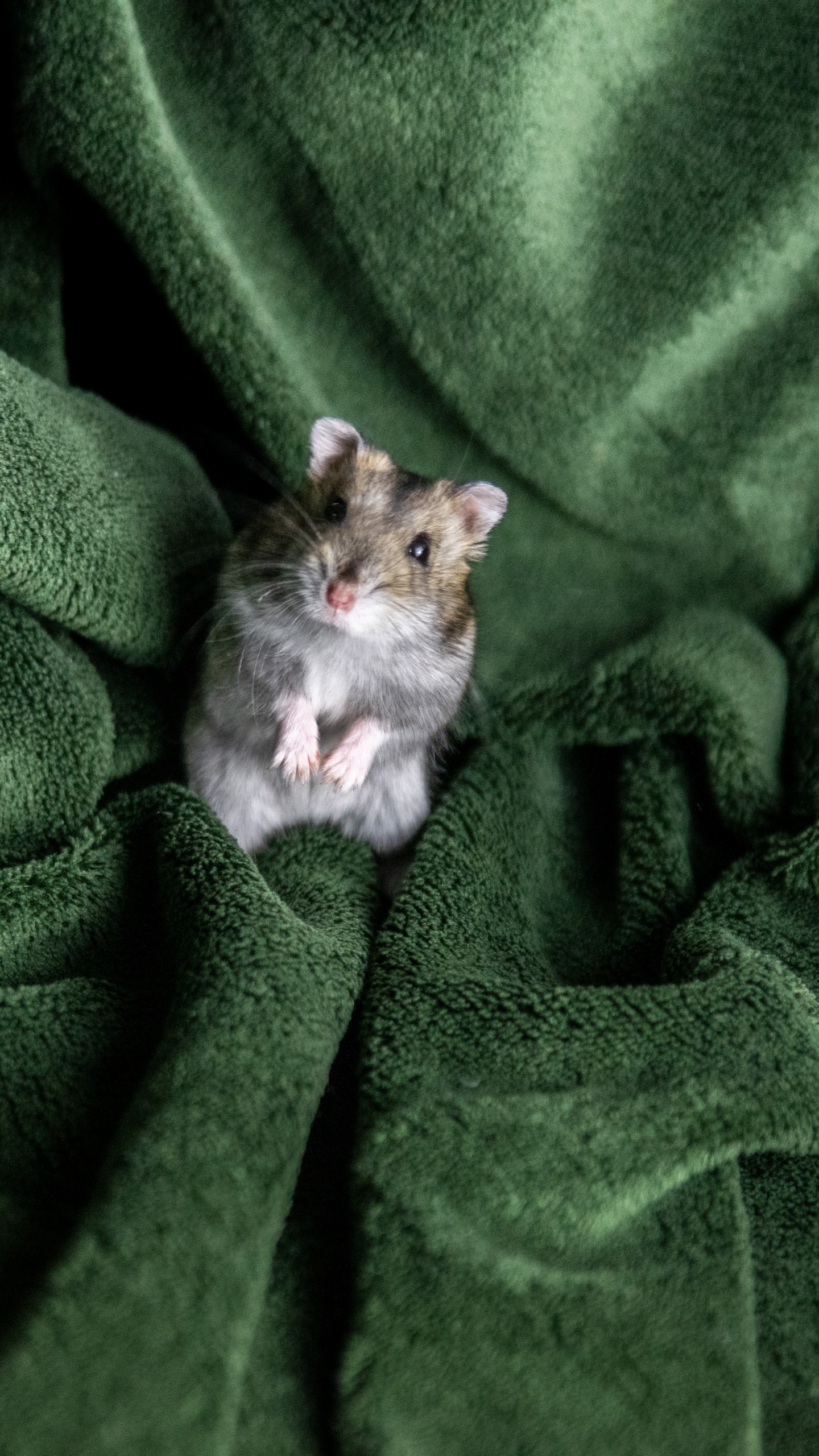 White and Brown Cat on Green Textile. Wallpaper in 1440x2560 Resolution
