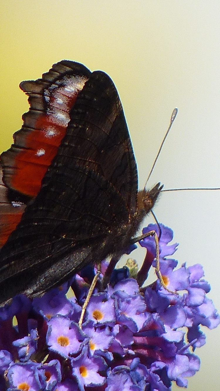 Brown and Black Butterfly Perched on Purple Flower in Close up Photography During Daytime. Wallpaper in 750x1334 Resolution