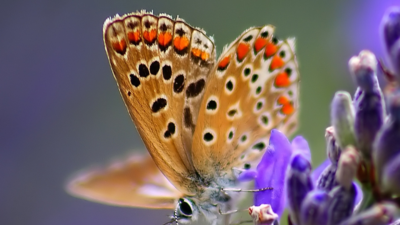 Mariposa Azul y Marrón Encaramado Sobre Flor Violeta en Fotografía de Cerca Durante el Día. Wallpaper in 1280x720 Resolution