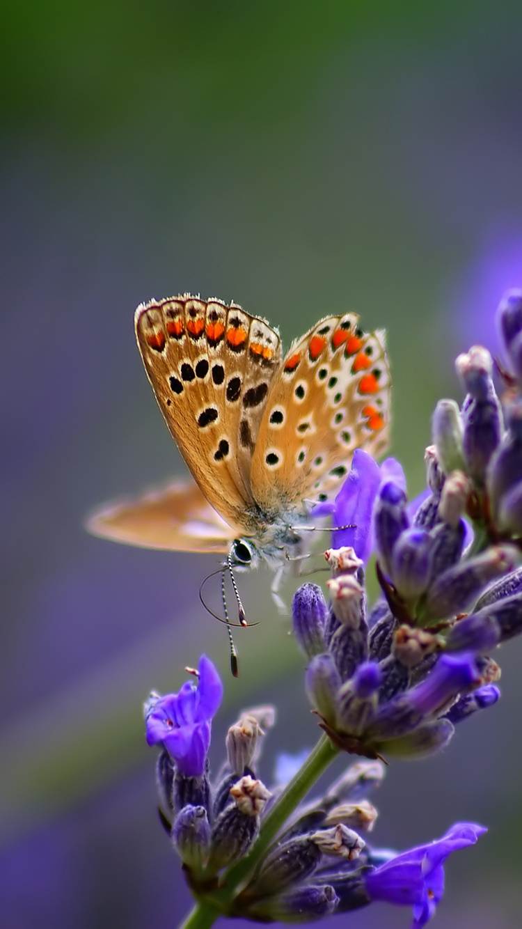 Blue and Brown Butterfly Perched on Purple Flower in Close up Photography During Daytime. Wallpaper in 750x1334 Resolution