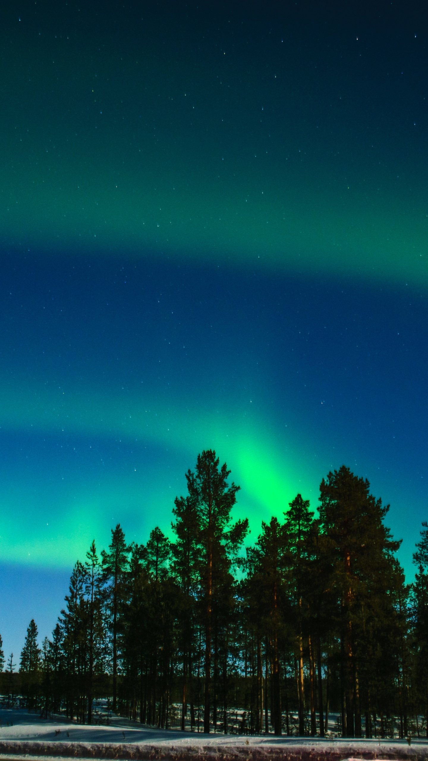 Rovaniemi, Aurora, Natur, Baum, Gr. Wallpaper in 1440x2560 Resolution