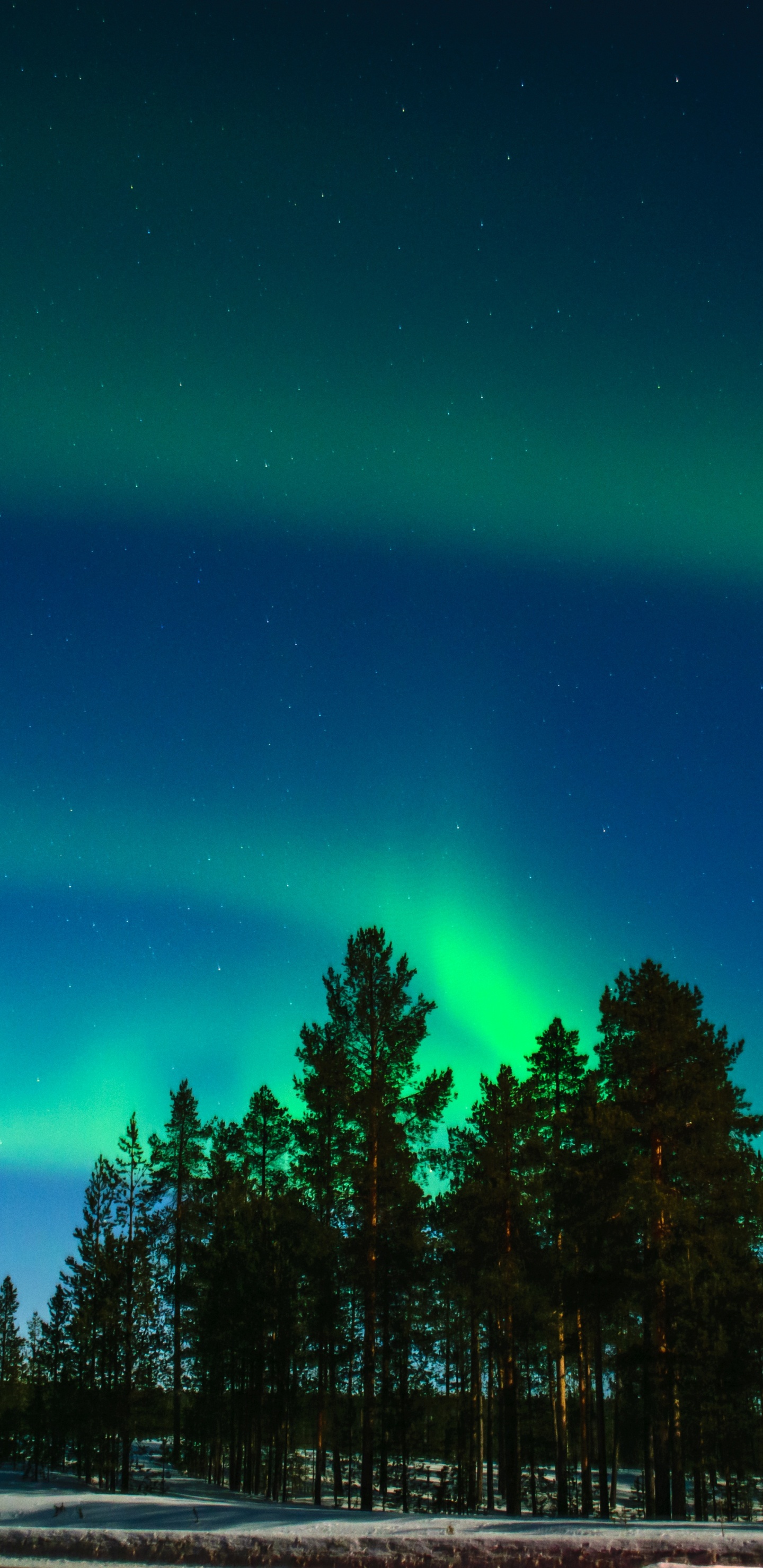 Rovaniemi, Aurora, Nature, Tree, Green. Wallpaper in 1440x2960 Resolution