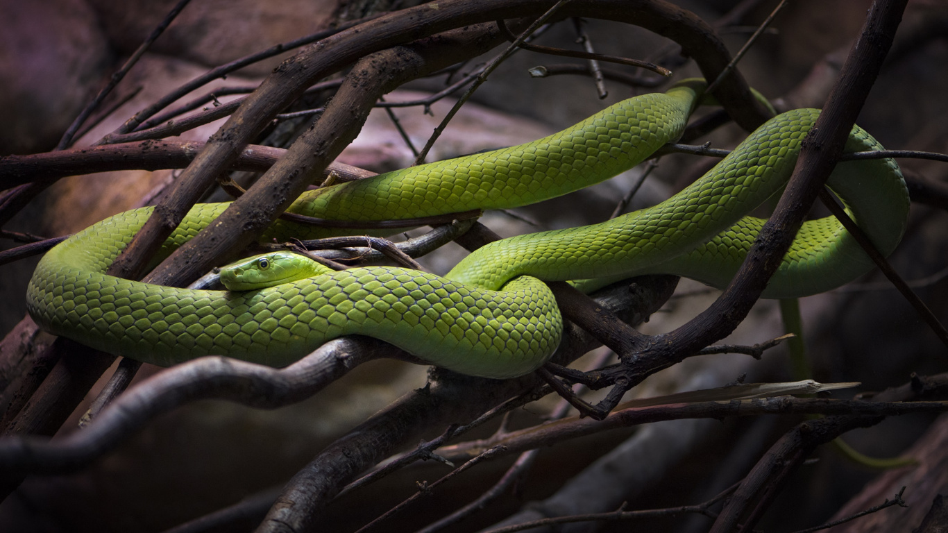 Green Snake on Brown Tree Branch. Wallpaper in 1366x768 Resolution