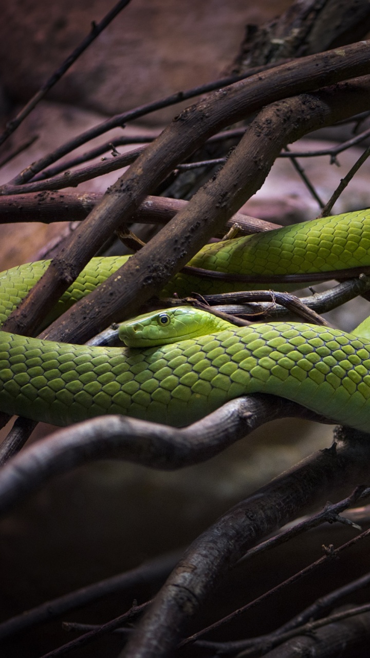 Serpent Vert Sur Une Branche D'arbre Brun. Wallpaper in 720x1280 Resolution