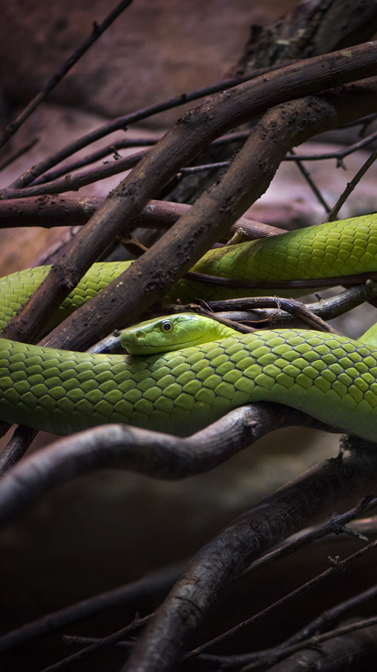 Serpent Vert Sur Une Branche D'arbre Brun. Wallpaper in 750x1334 Resolution