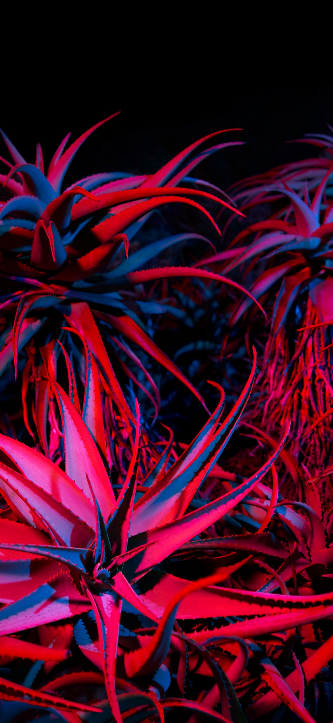 Apple, IPhone 12 Pro, IPhone 12 Pro Max, IPhone XS Max, MacOS Big Sur. Wallpaper in 1125x2436 Resolution