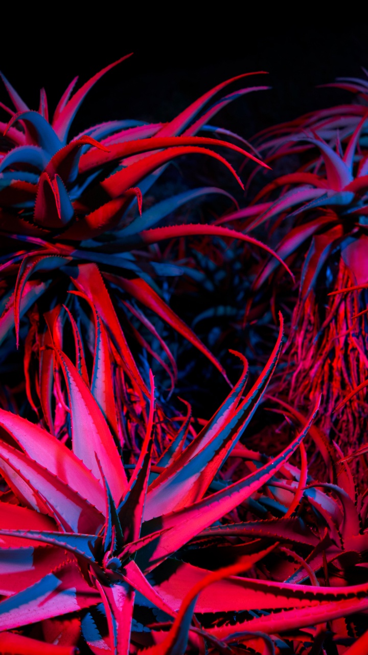 Apple, IPhone 12 Pro, IPhone 12 Pro Max, IPhone XS Max, MacOS Big Sur. Wallpaper in 720x1280 Resolution