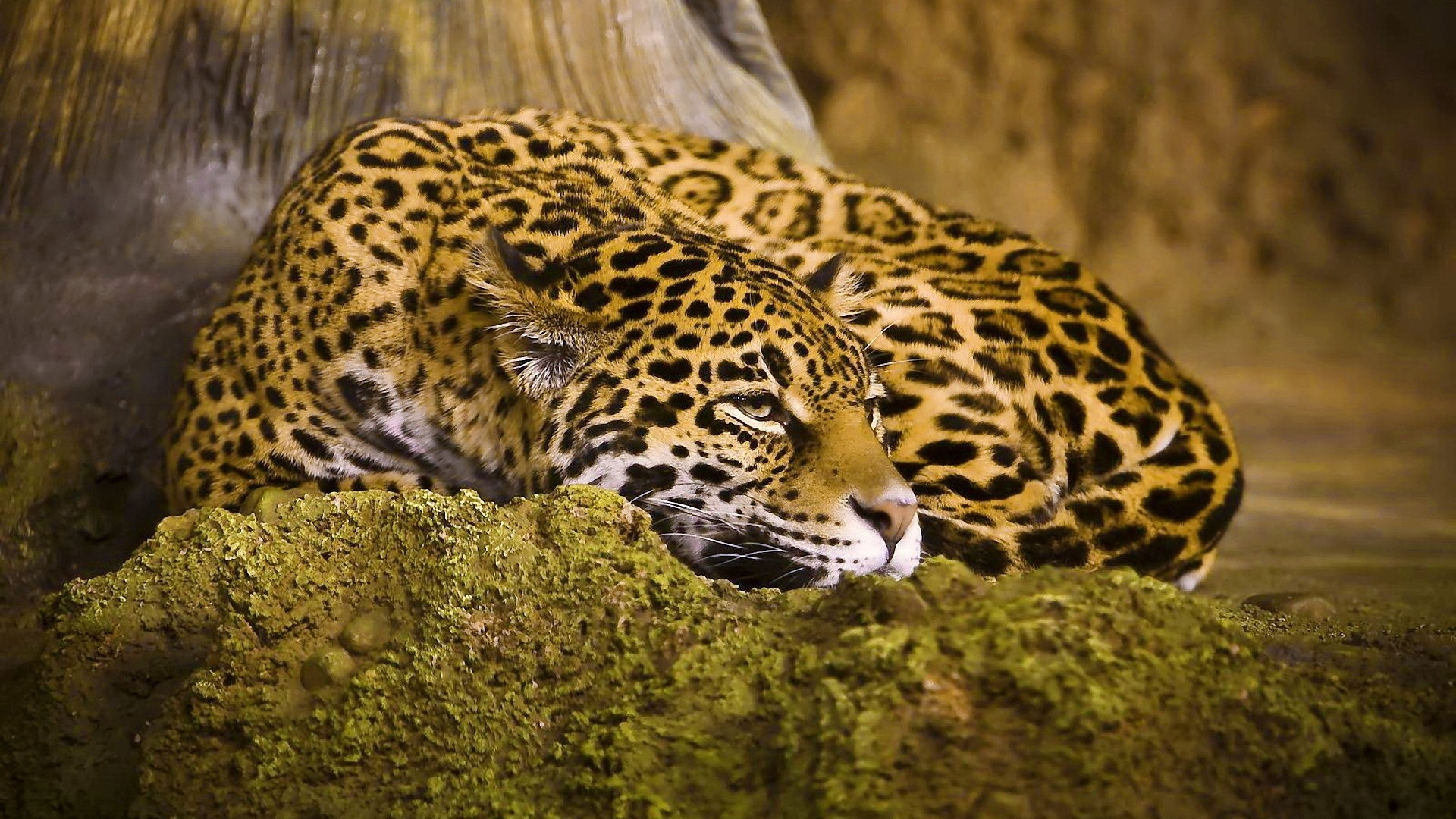 Brown and Black Leopard Lying on Brown Rock. Wallpaper in 1920x1080 Resolution