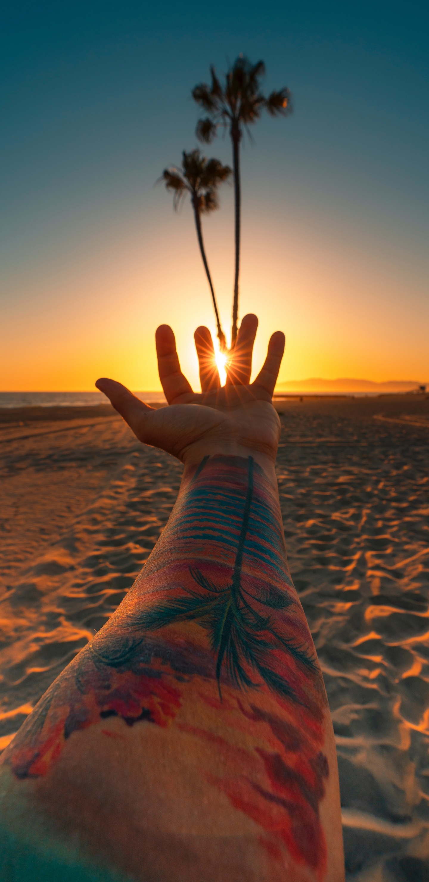 Plage, Los Angeles, Eau, Tatouage, Color. Wallpaper in 1440x2960 Resolution