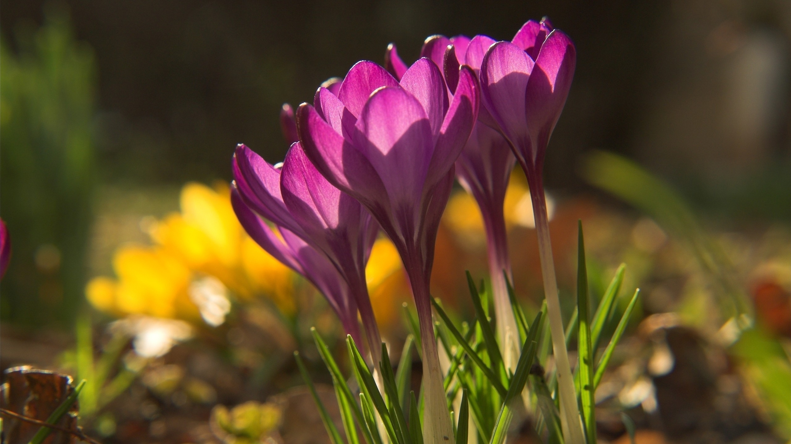 Crocus Violet en Fleurs Pendant la Journée. Wallpaper in 2560x1440 Resolution