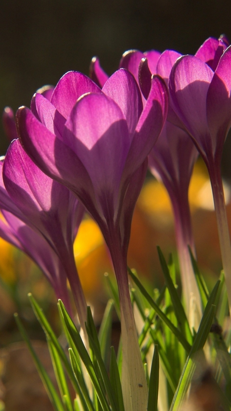 Crocus Violet en Fleurs Pendant la Journée. Wallpaper in 750x1334 Resolution