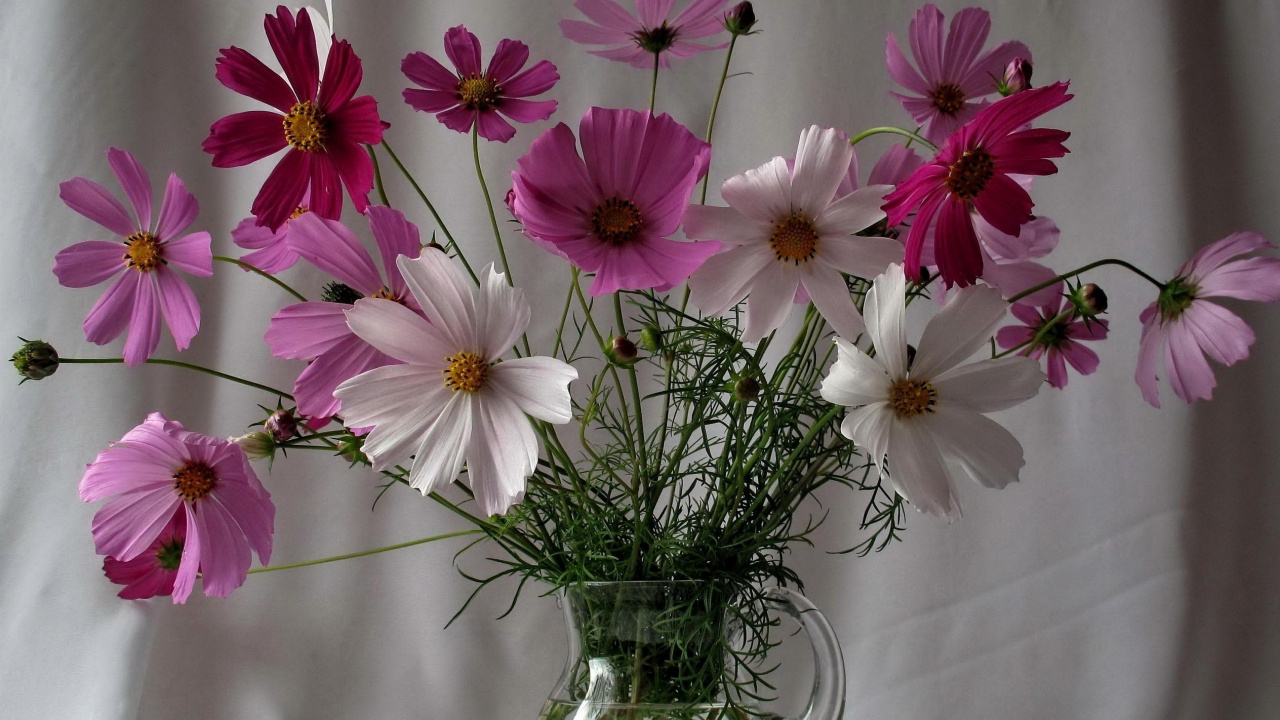 Lila Blumen in Klarer Glasvase. Wallpaper in 1280x720 Resolution