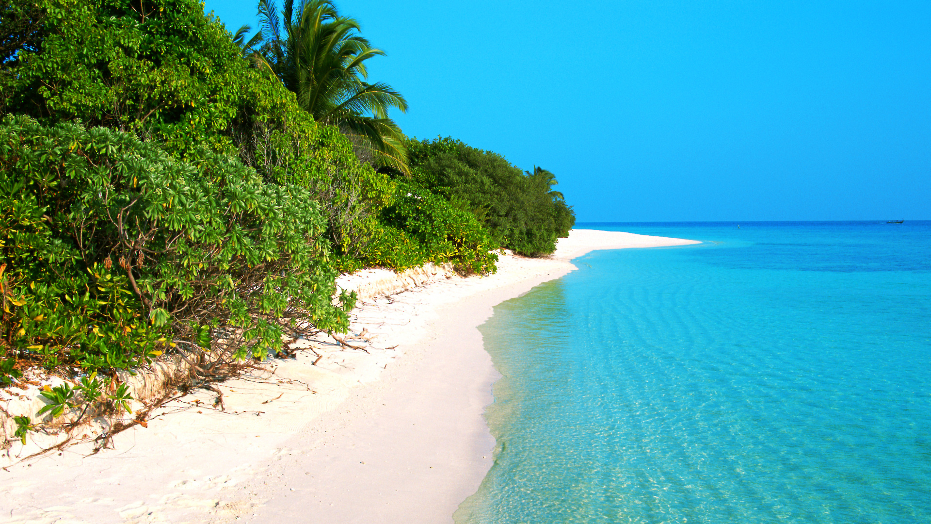 Green Palm Trees on White Sand Beach During Daytime. Wallpaper in 1920x1080 Resolution