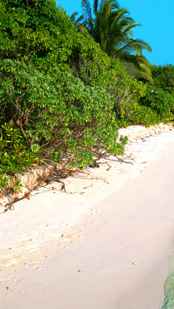 Green Palm Trees on White Sand Beach During Daytime. Wallpaper in 720x1280 Resolution