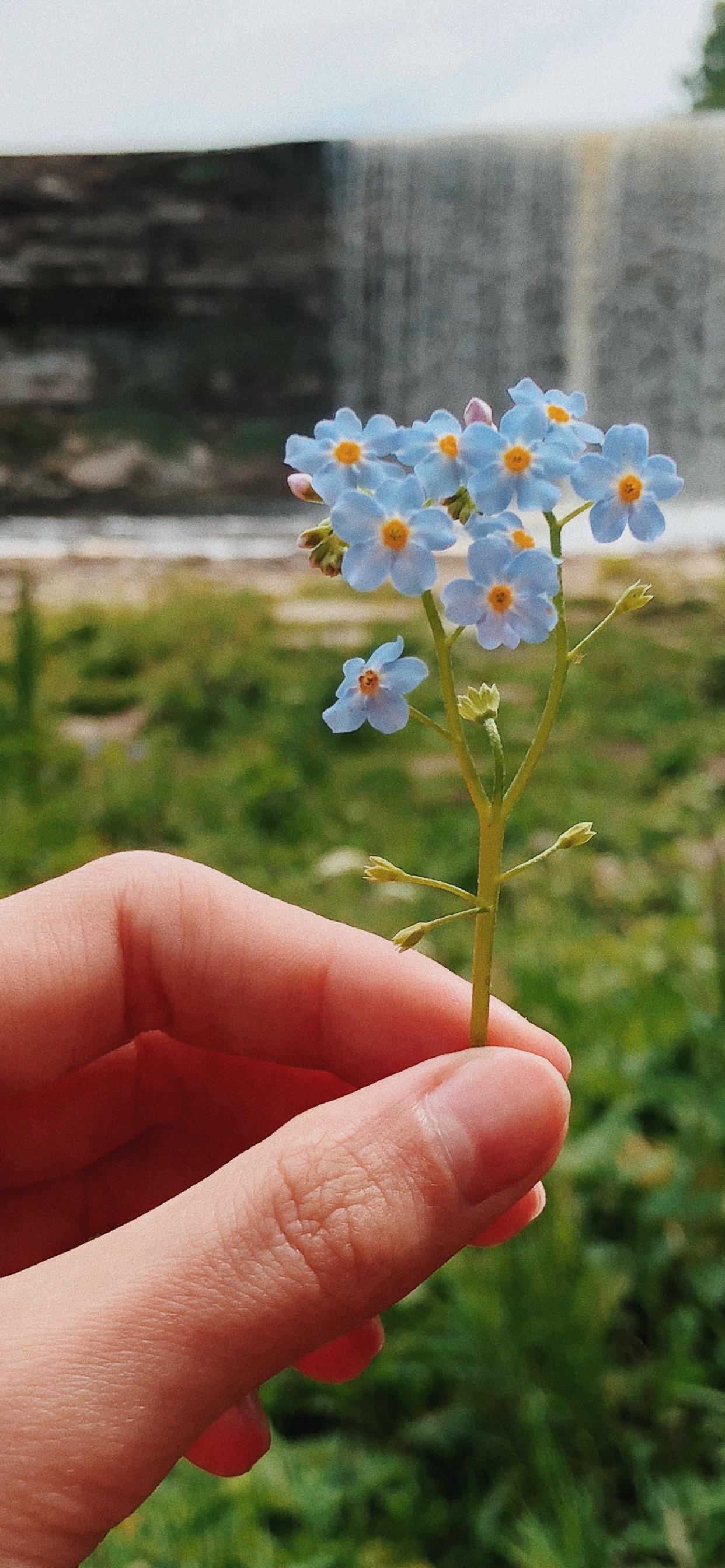 Flora, Flowering Plant, Science, Physics, Biology. Wallpaper in 1242x2688 Resolution