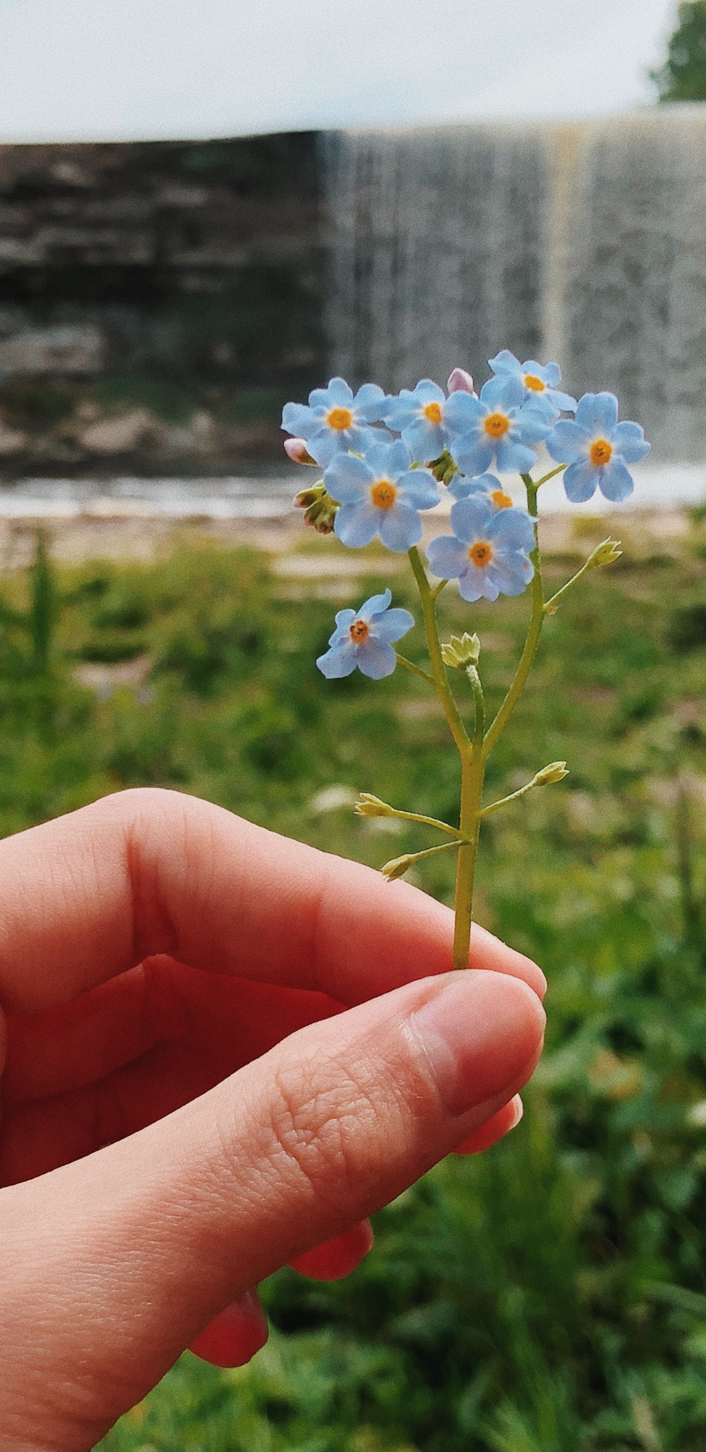 Flore, la Floraison de la Plante, Sciences, Physique, Biologie. Wallpaper in 1440x2960 Resolution