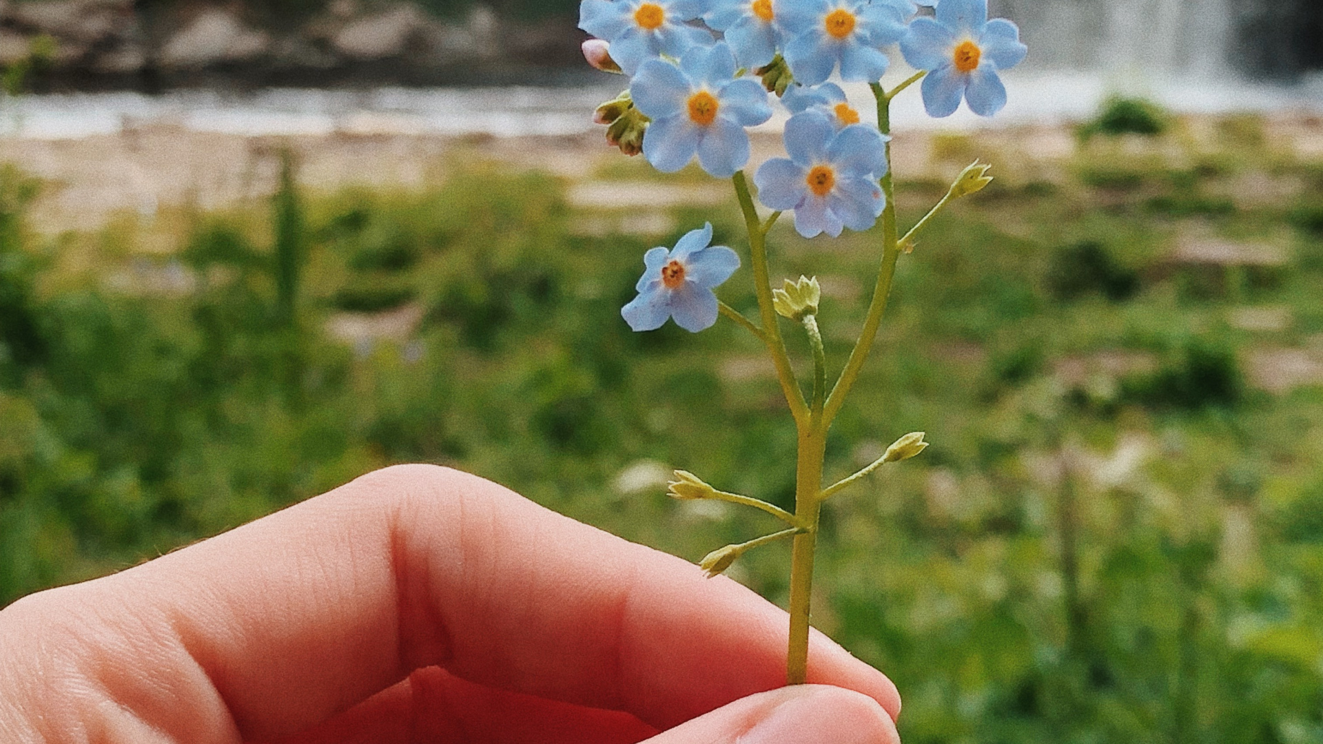 Flore, la Floraison de la Plante, Sciences, Physique, Biologie. Wallpaper in 1920x1080 Resolution
