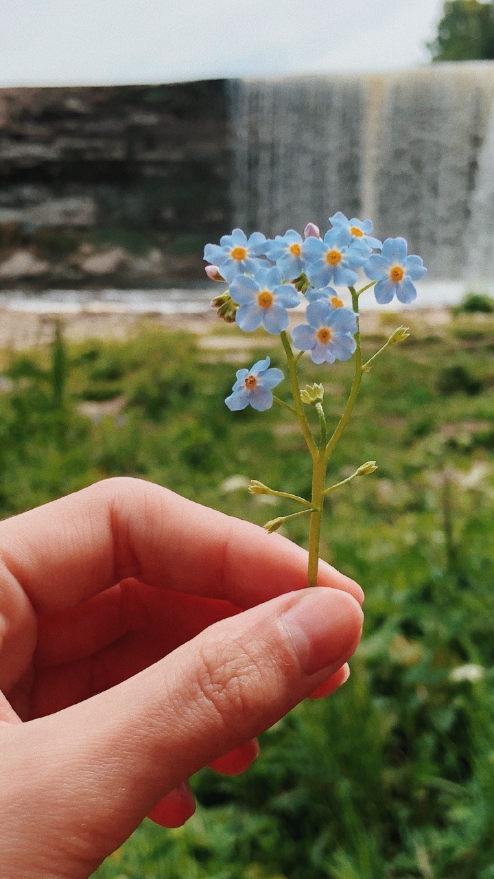 Flore, la Floraison de la Plante, Sciences, Physique, Biologie. Wallpaper in 720x1280 Resolution