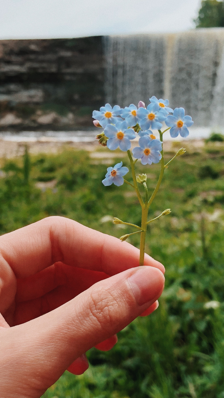 Flore, la Floraison de la Plante, Sciences, Physique, Biologie. Wallpaper in 750x1334 Resolution