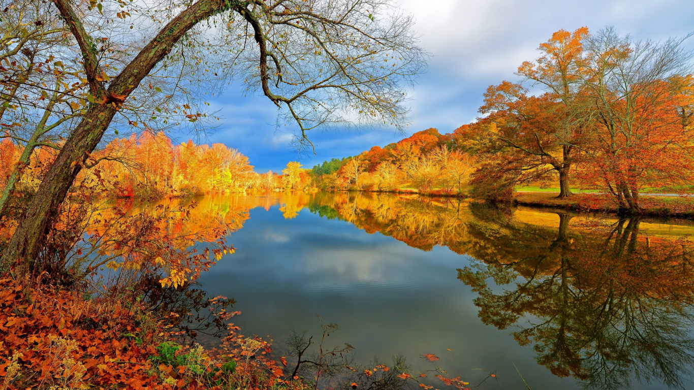 Brown Trees Near Lake Under Blue Sky During Daytime. Wallpaper in 1366x768 Resolution