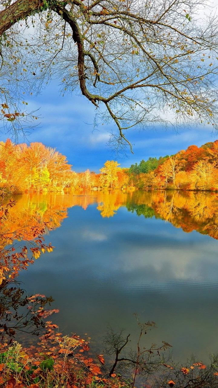 Brown Trees Near Lake Under Blue Sky During Daytime. Wallpaper in 720x1280 Resolution