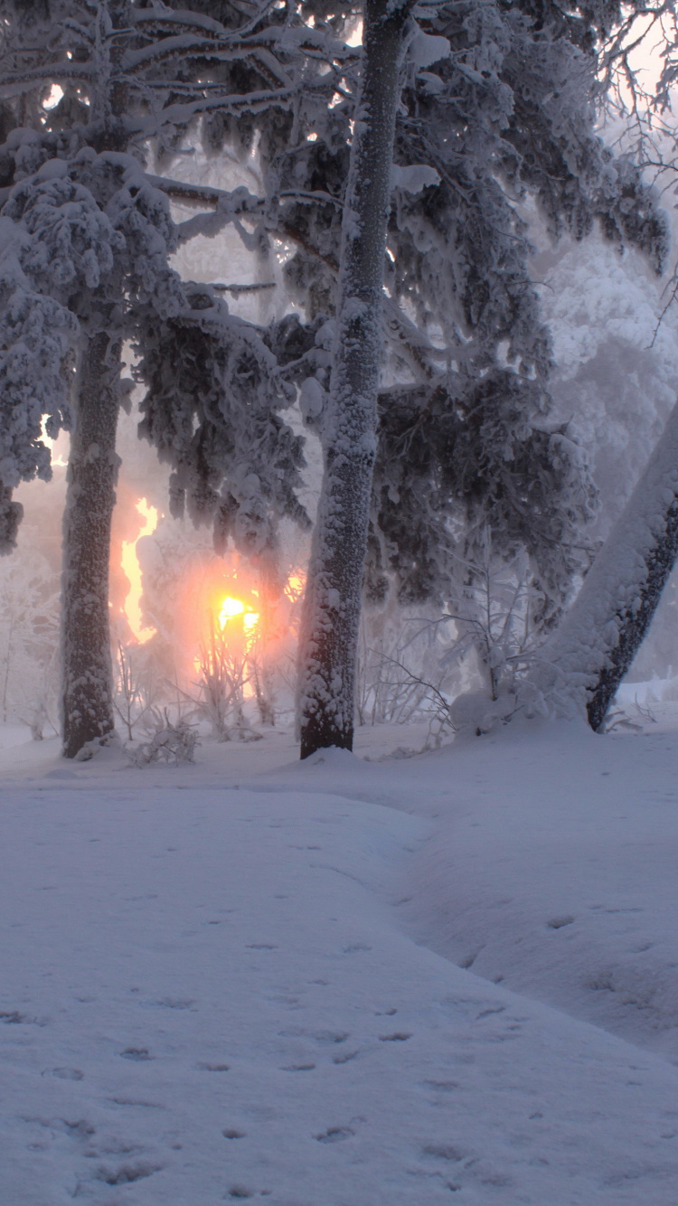 Snow Covered Trees During Daytime. Wallpaper in 750x1334 Resolution