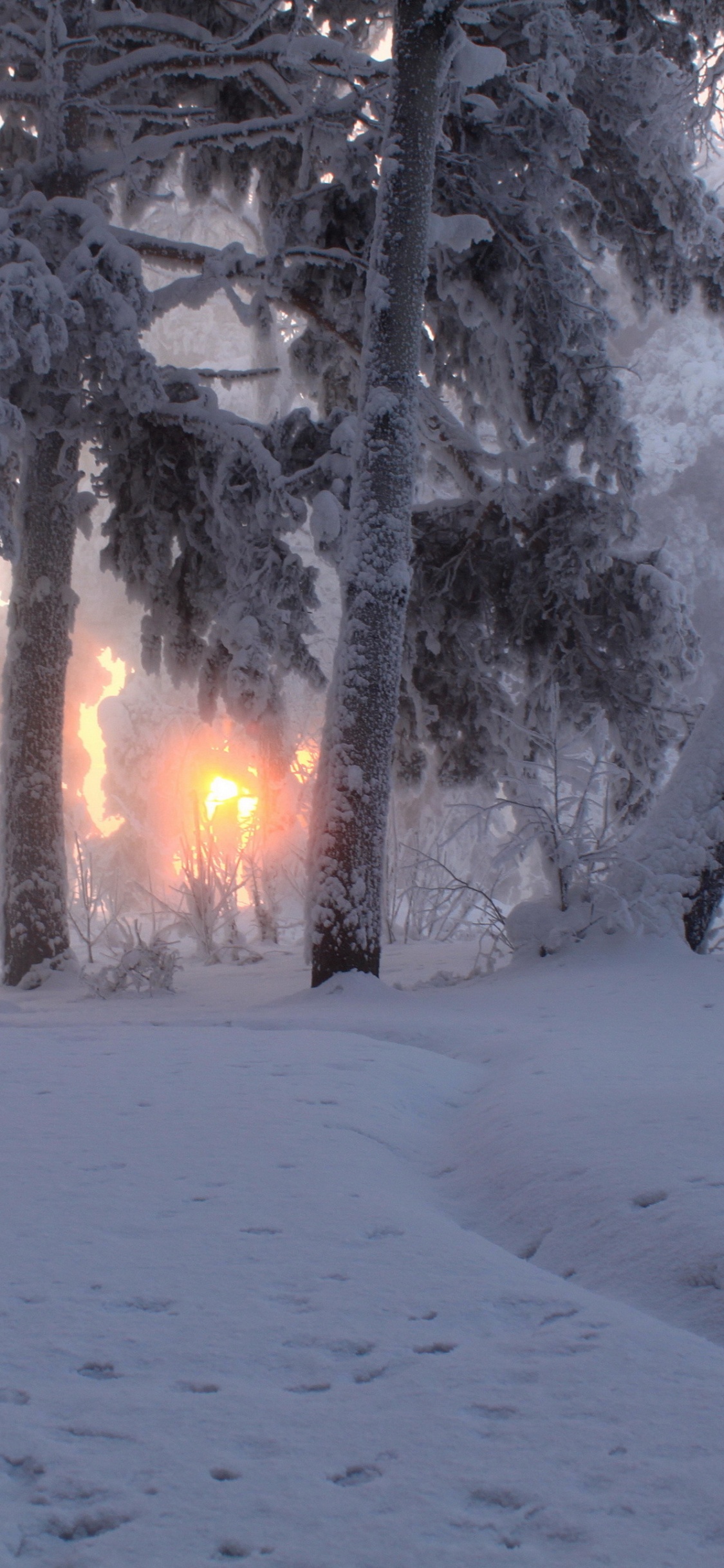 Arbres Couverts de Neige Pendant la Journée. Wallpaper in 1125x2436 Resolution