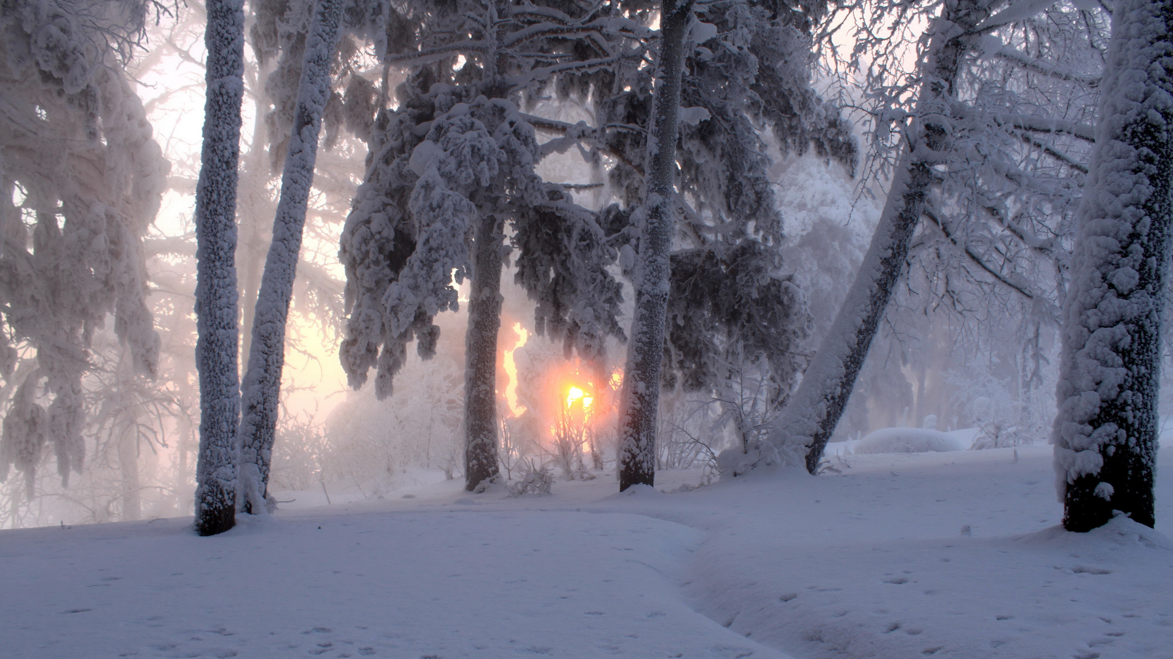 Arbres Couverts de Neige Pendant la Journée. Wallpaper in 3840x2160 Resolution