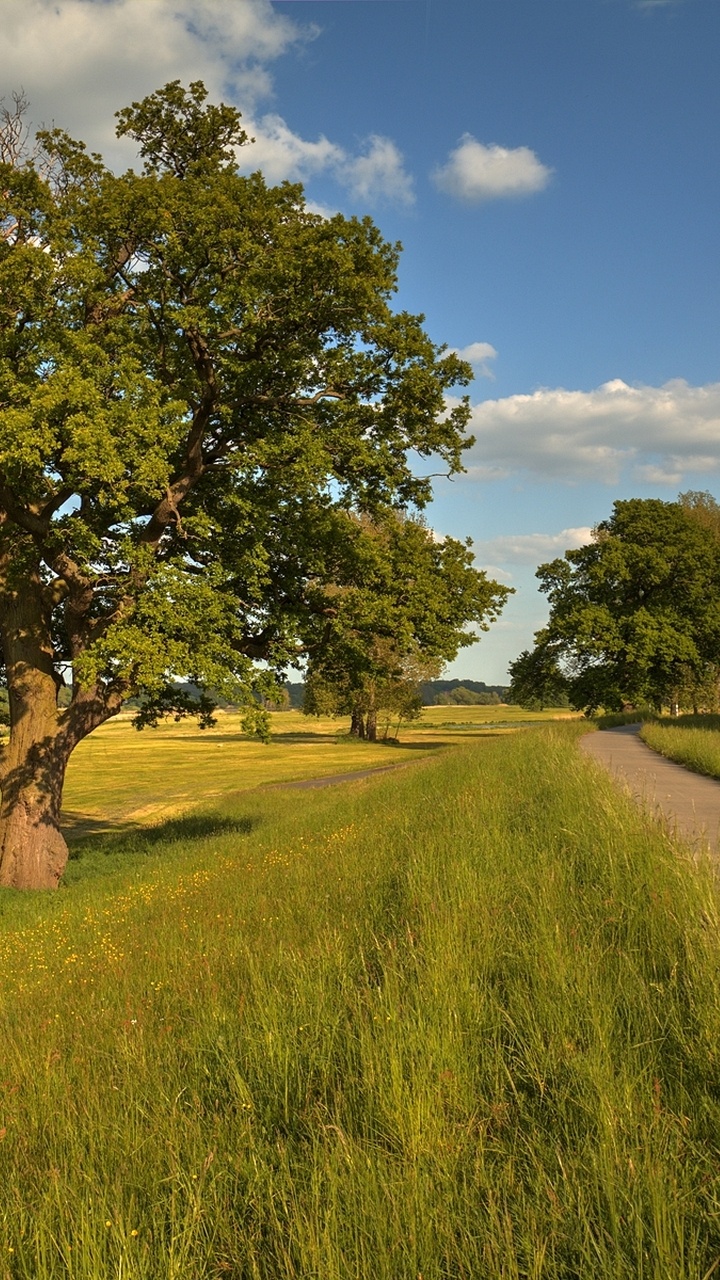 Green Tree on Green Grass Field Under Blue Sky During Daytime. Wallpaper in 720x1280 Resolution
