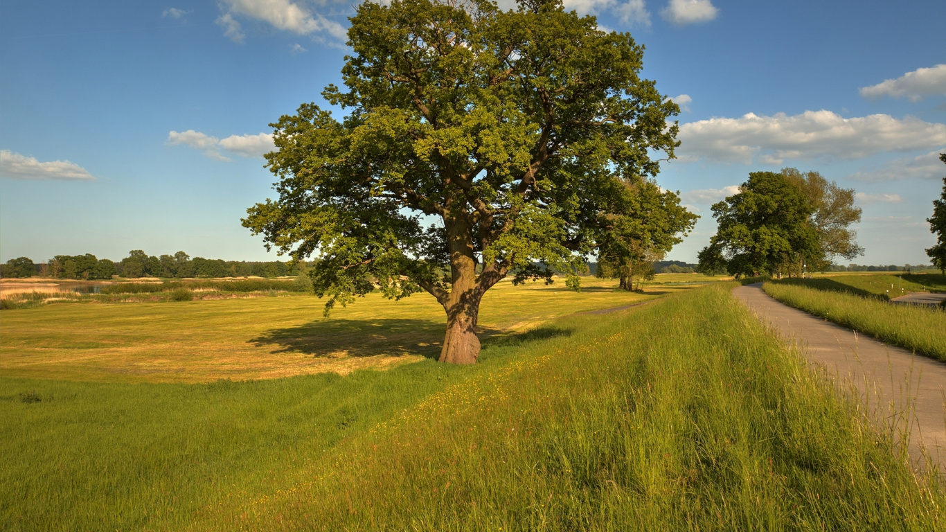 Grüner Baum Auf Grüner Wiese Unter Blauem Himmel Tagsüber. Wallpaper in 1366x768 Resolution
