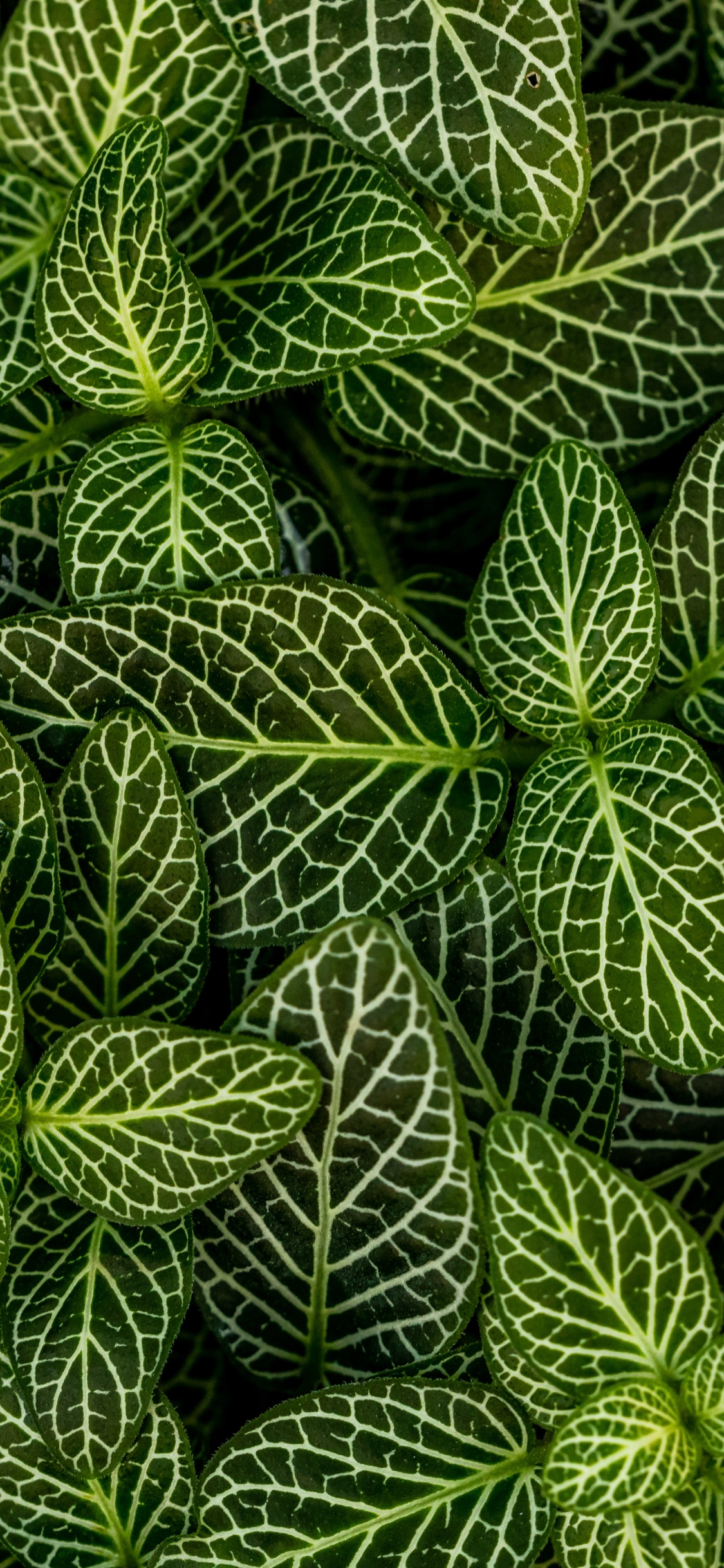 Plants, Leaf, Green, Pattern, Vegetation. Wallpaper in 1125x2436 Resolution